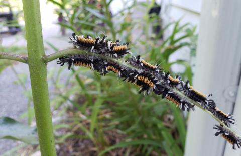 What are the hairy caterpillars eating my milkweed Are they good